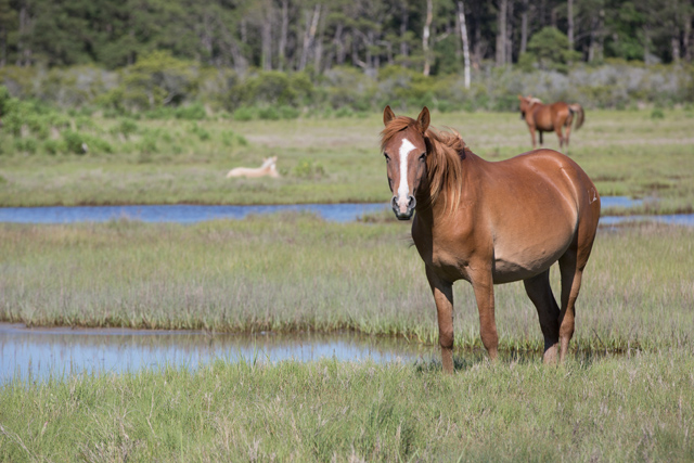 How to See the Chincoteague Ponies