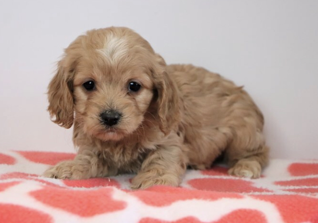 Zelda the Cavapoo