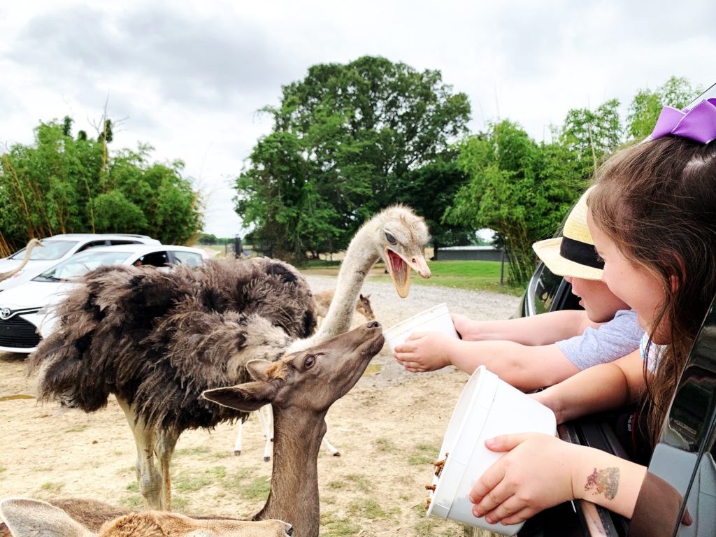 Tennessee Safari Park