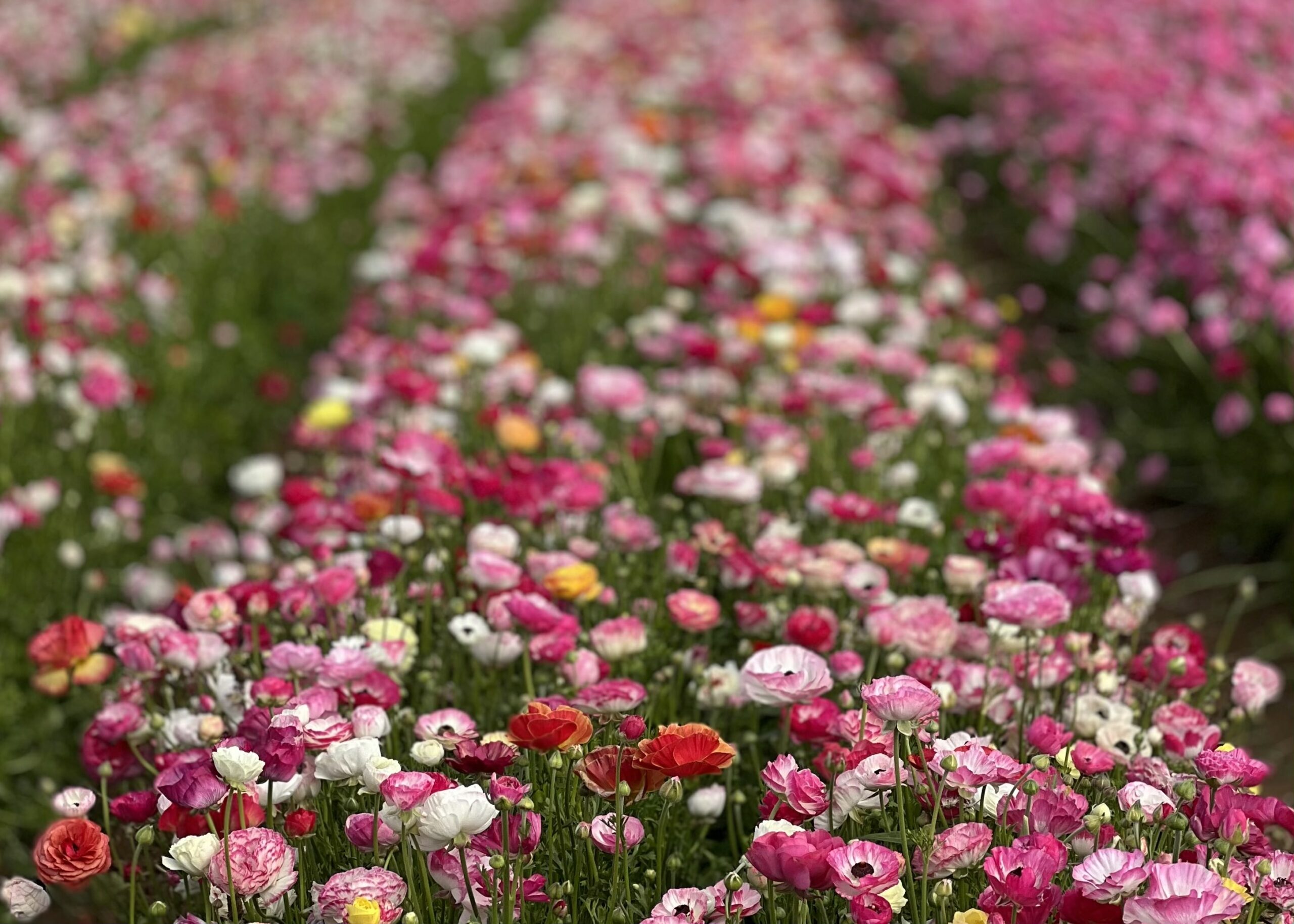 Tips for Visiting The Flower Fields in Carlsbad, California